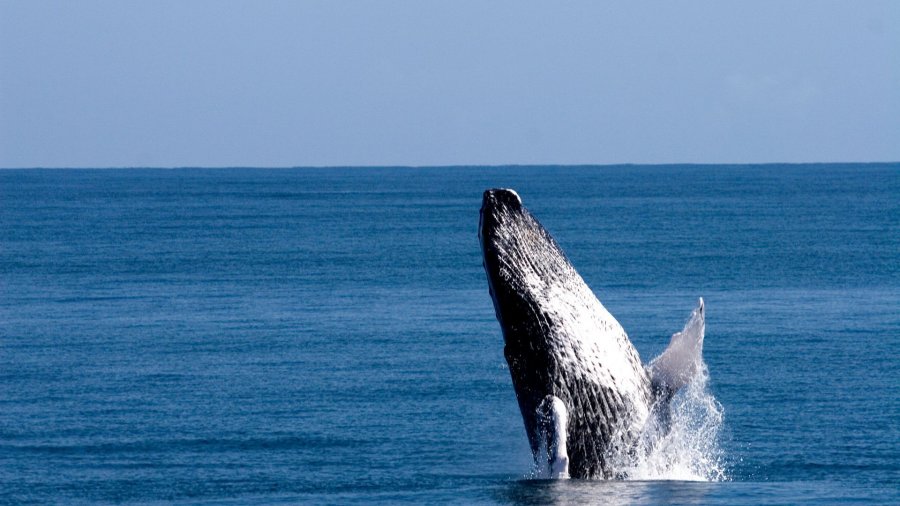 Горбатый кит в Доминикане